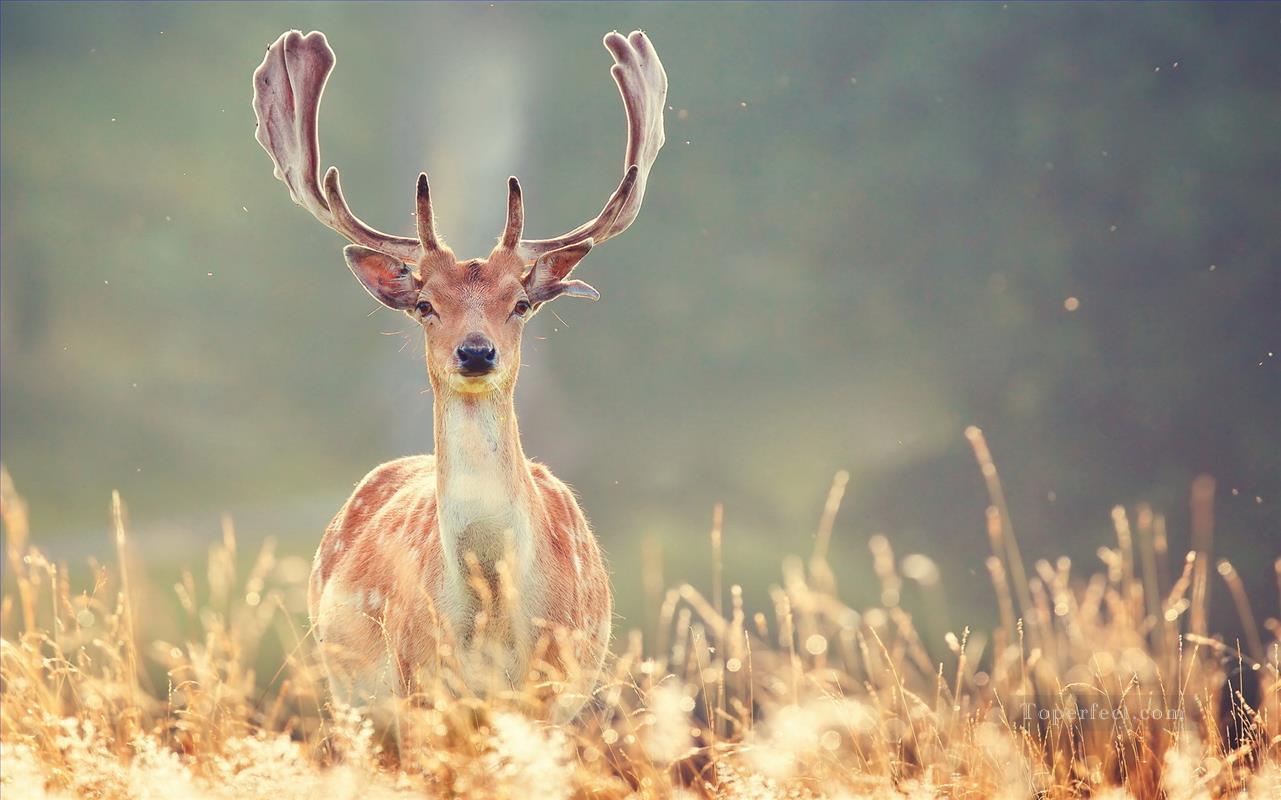 鹿の写真油絵